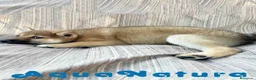 Shiba Inu perros en venta: Shiba Inu Hembra 7187 - AQUANATURA en Barcelona - Anuncio 3