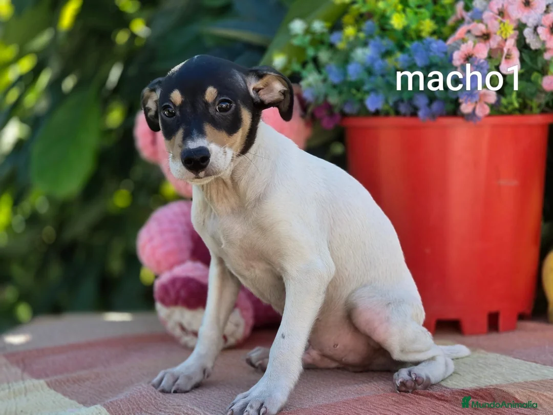 Ratonero Bodeguero Andaluz perros en venta: Bodeguero andaluz - Anuncio 6