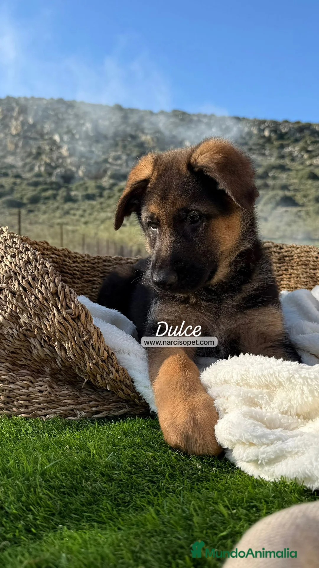 Pastor Alemán perros en venta: PASTOR ALEMAN HEMBRA - Anuncio 2