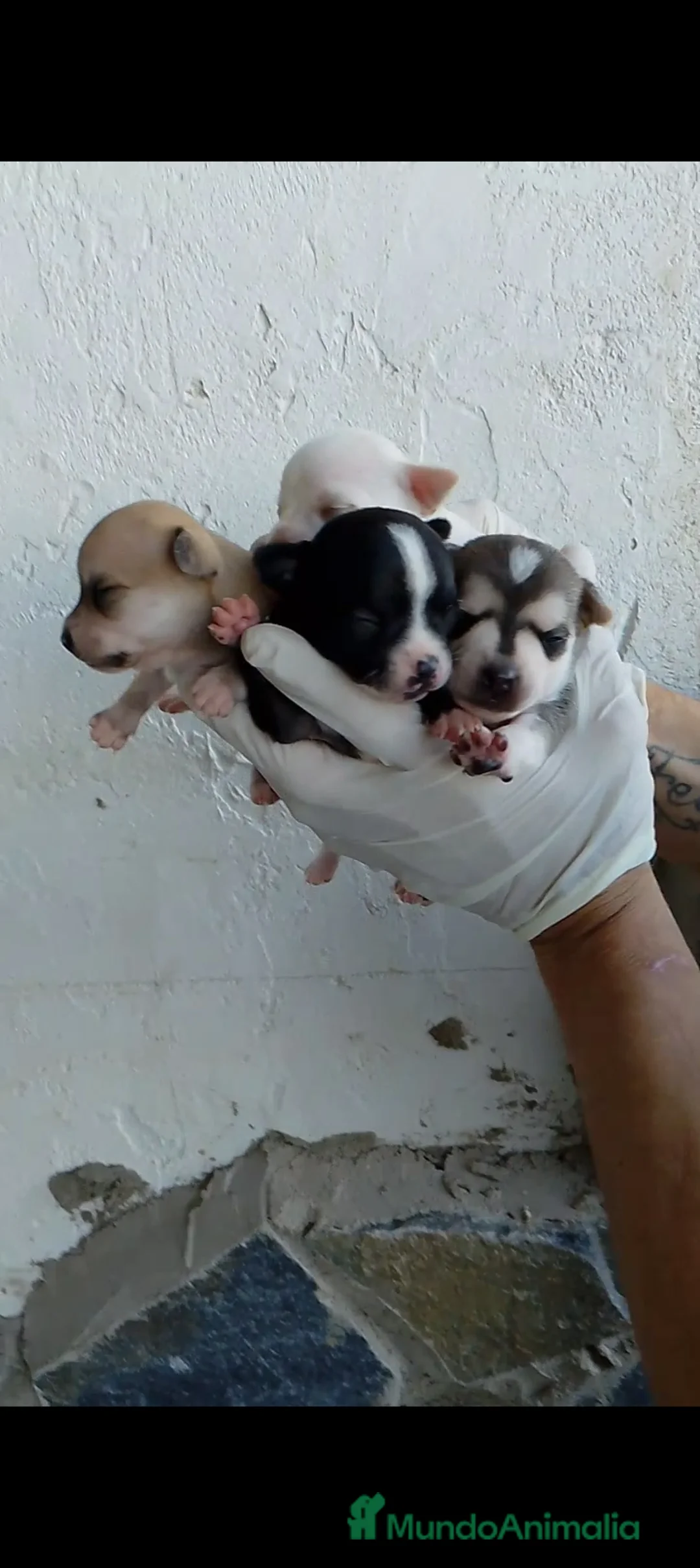 Chihuahua perros en venta: Mini chihuahua  - Anuncio 2