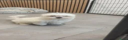 Bichón Maltés perros en venta: Machito Bichón maltés disponible  - Anuncio 4
