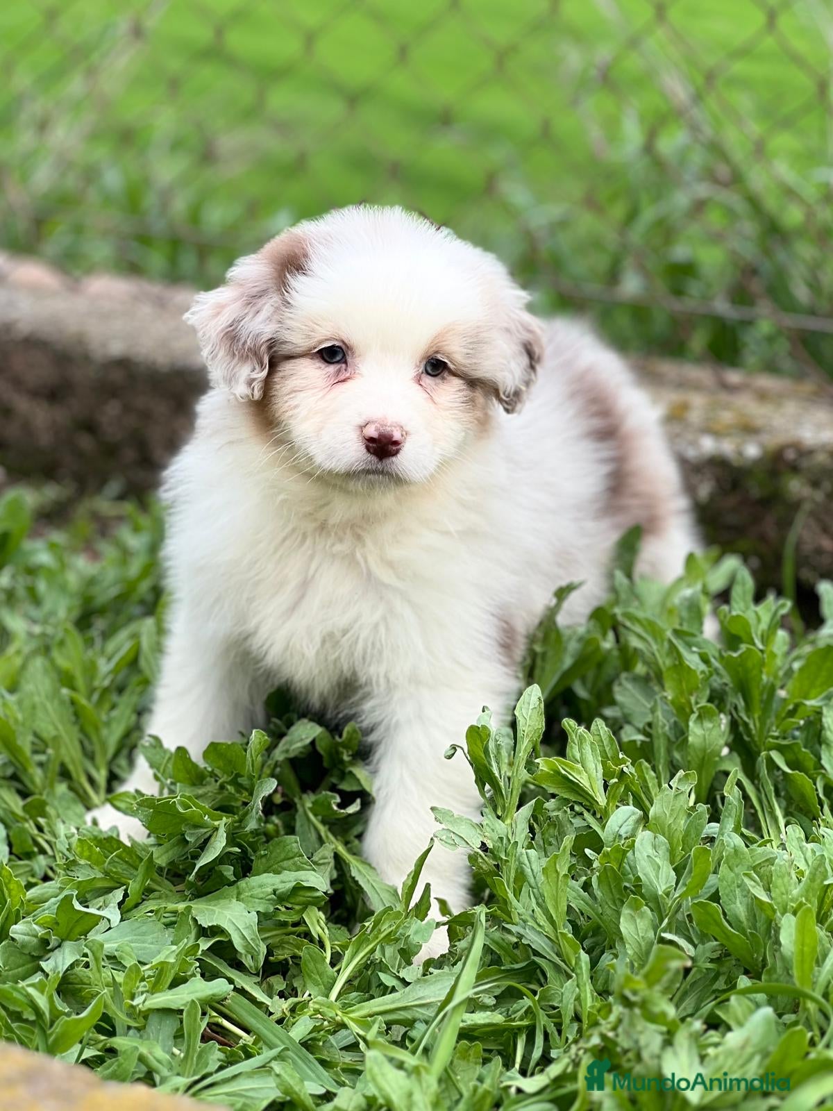 Pastor Australiano perros Pastor australiano merle en Barcelona - Anuncio 2