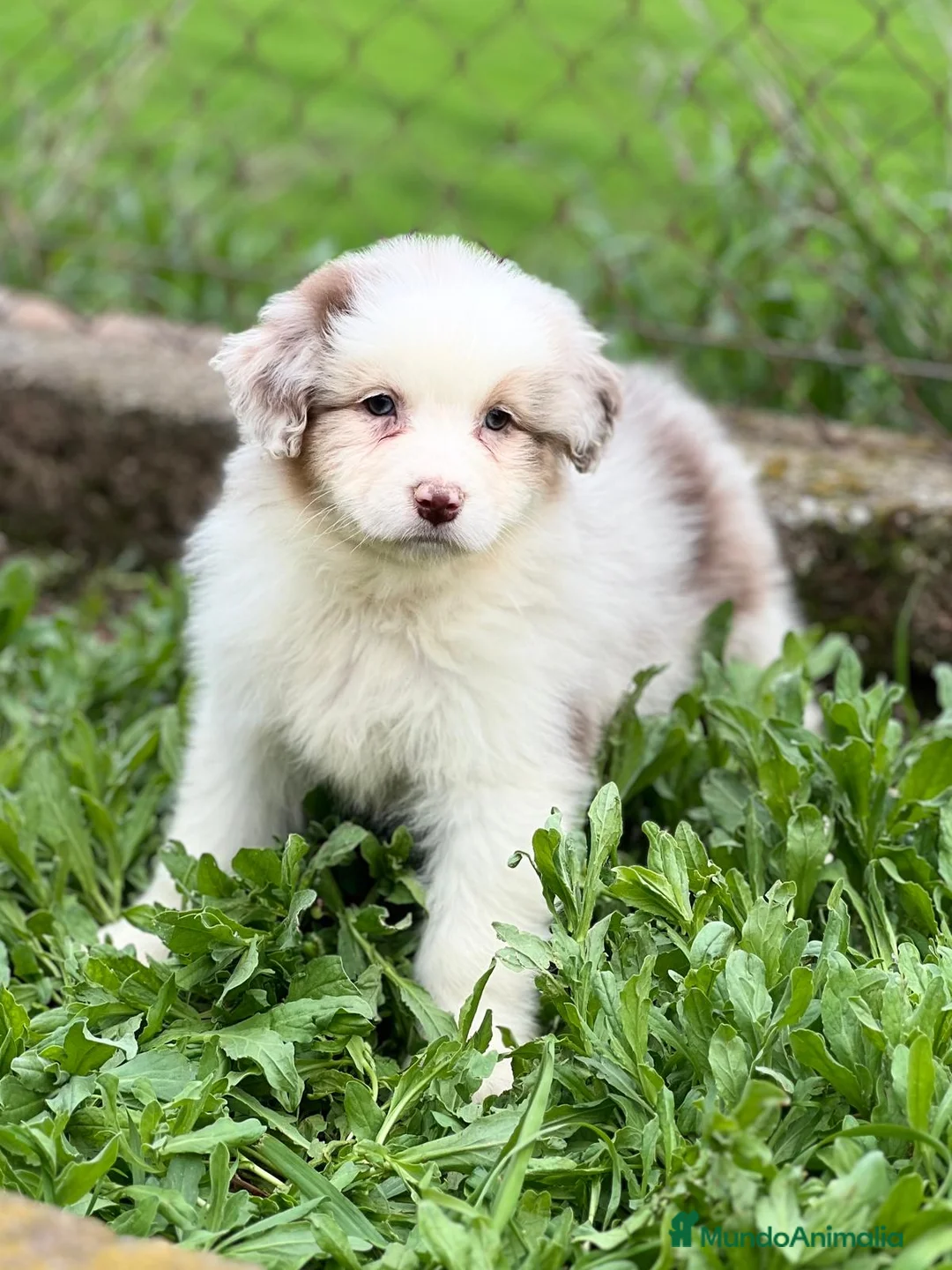 Pastor Australiano perros en venta: Pastor australiano merle en Barcelona - Anuncio 2
