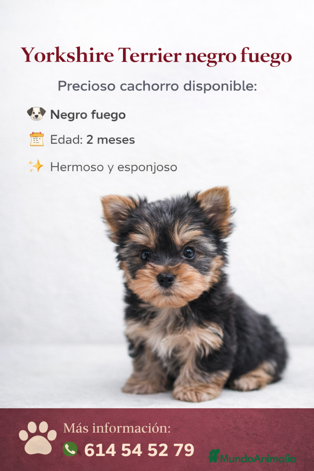 Yorkshire Terrier perros CACHORRO YORKSHIRE ♂️ - Anuncio 1
