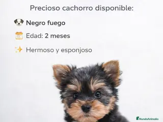 Yorkshire Terrier perros CACHORRO YORKSHIRE ♂️ - Anuncio 1