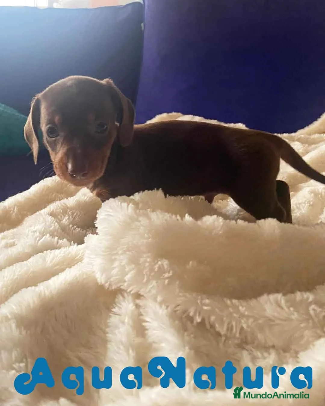 Teckel Miniatura perros en venta:  Teckel Macho de Kily y Tilo 1884 AQUANATURA en Barcelona - Anuncio 4