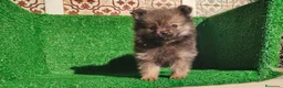 Pomerania perros en venta: Pomerania  - Anuncio 11