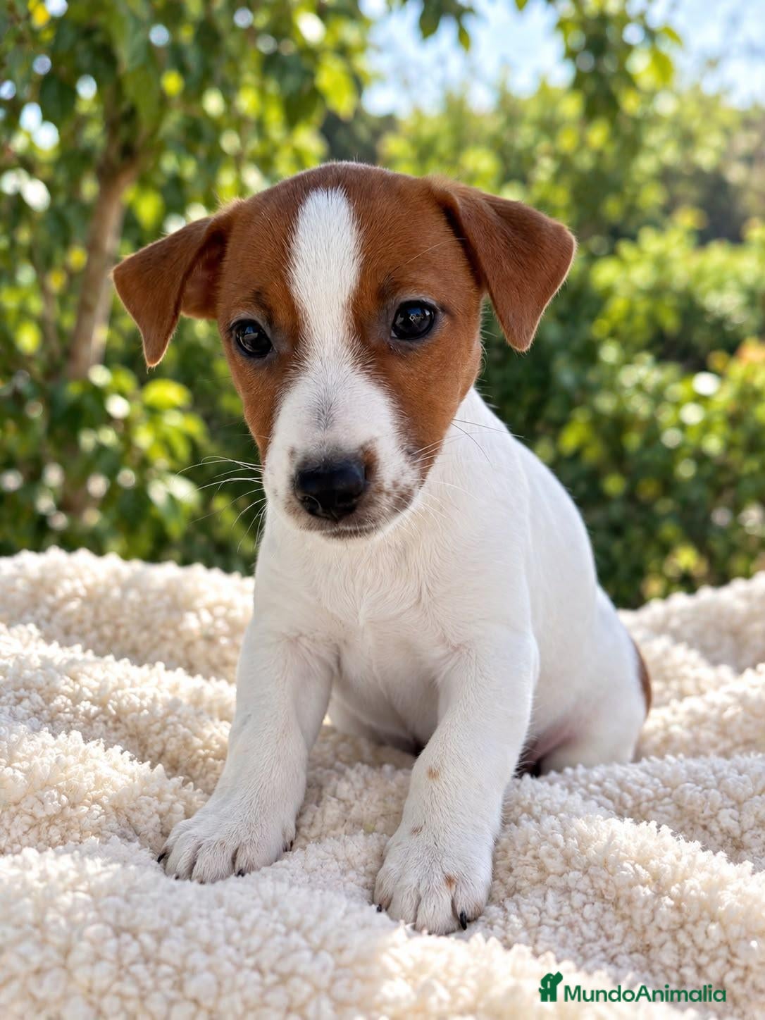 Jack Russell Terrier perros JACK RUSSELL 🐶 ¡RESERVAR YA! - Anuncio 1