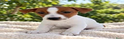 Jack Russell Terrier perros en venta: JACK RUSSELL 🐶 ¡RESERVAR YA! - Anuncio 1