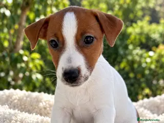 Jack Russell Terrier perros JACK RUSSELL 🐶 ¡RESERVAR YA! - Anuncio 2