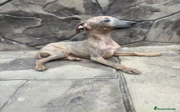 Whippet perros en venta: Whippet  - Imagen 1