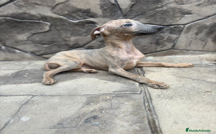 Whippet perros - Anuncio 1
