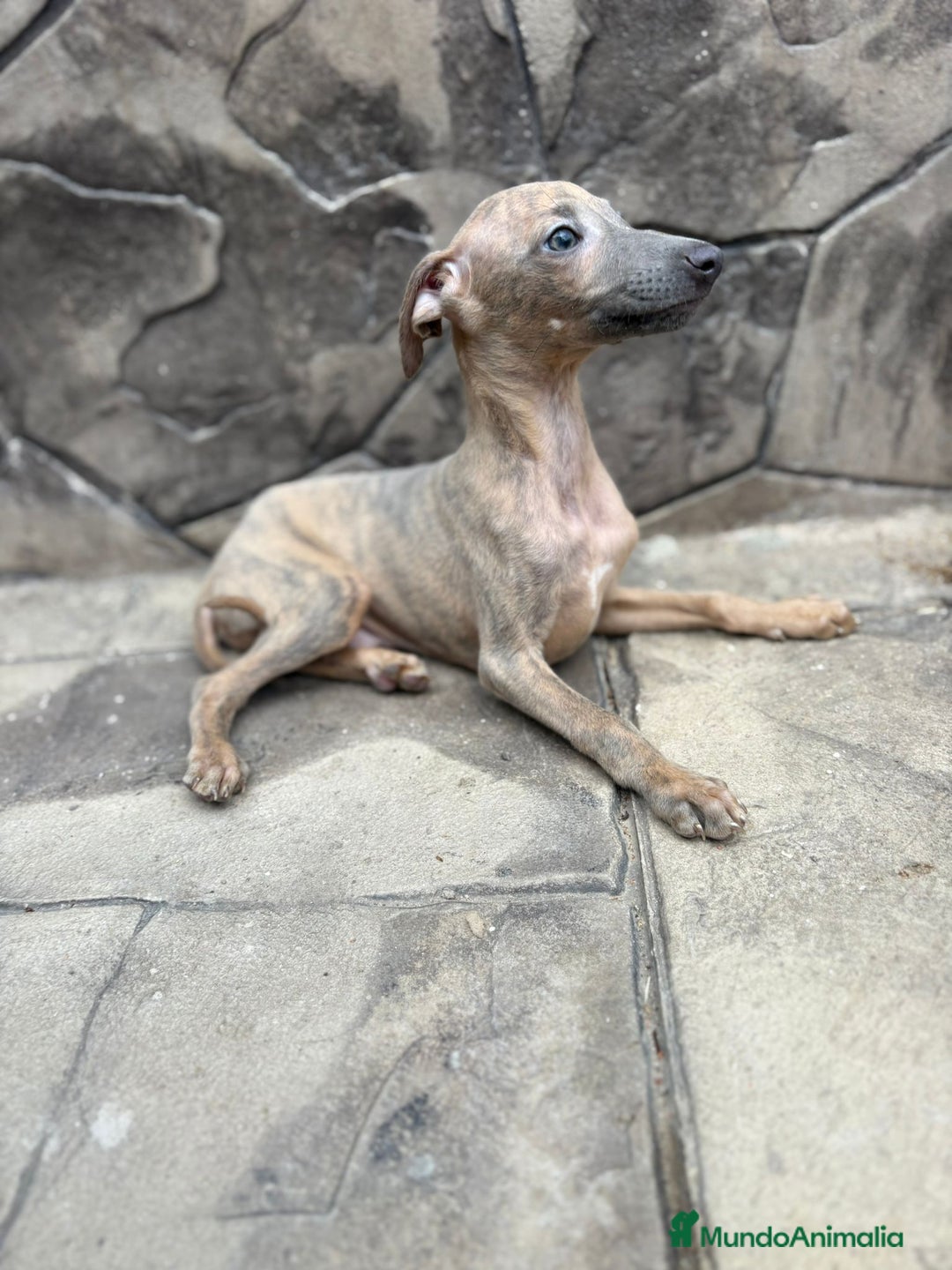 Whippet perros en venta: Whippet  - Imagen 1