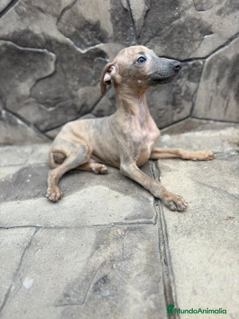Whippet perros - Anuncio 1