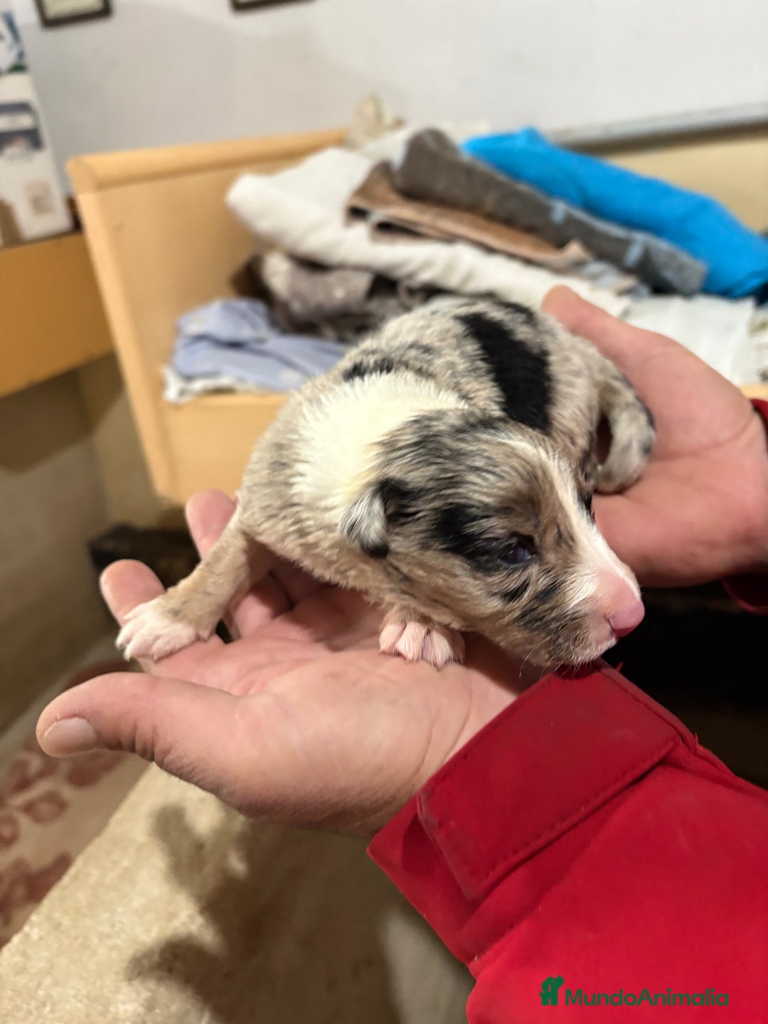 Border Collie perros en venta: Cachorros border collie machos y hembras varios  - Anuncio 13