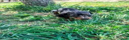 Teckel Miniatura perros en venta: Teckel Kaninchen - Anuncio 13