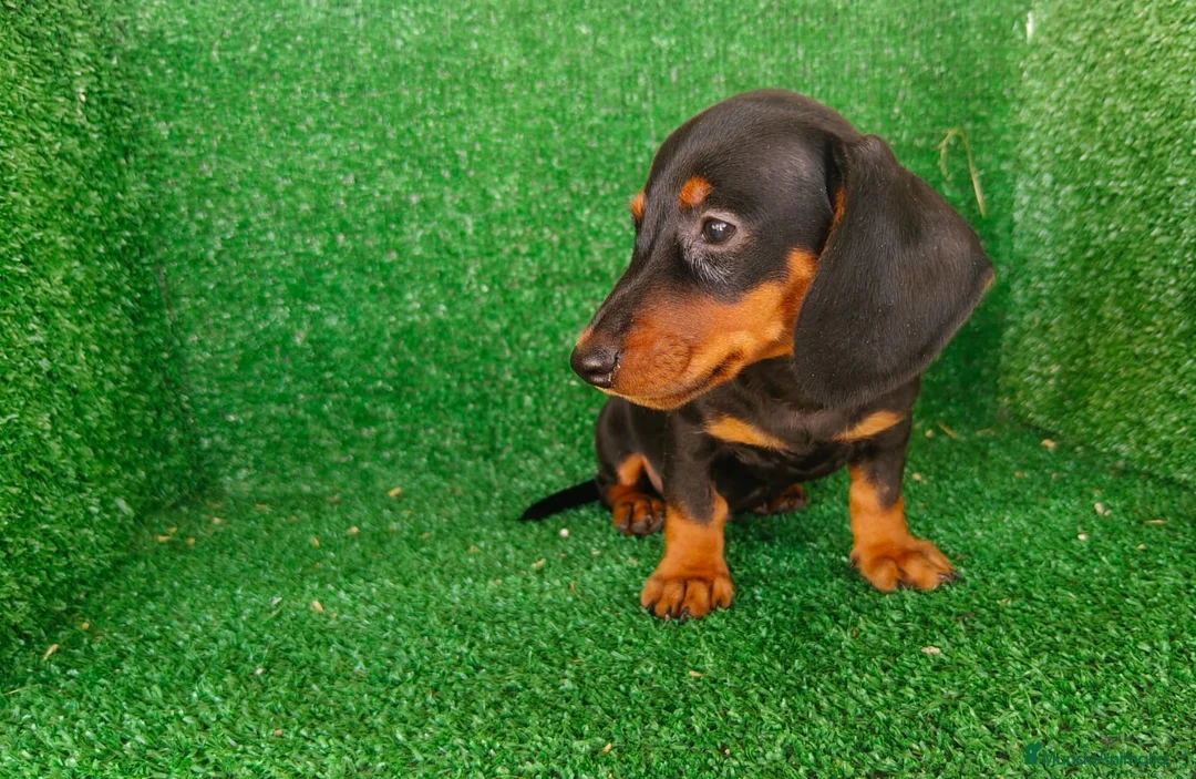 Teckel Miniatura perros en venta: teckel miniatura - Anuncio 10