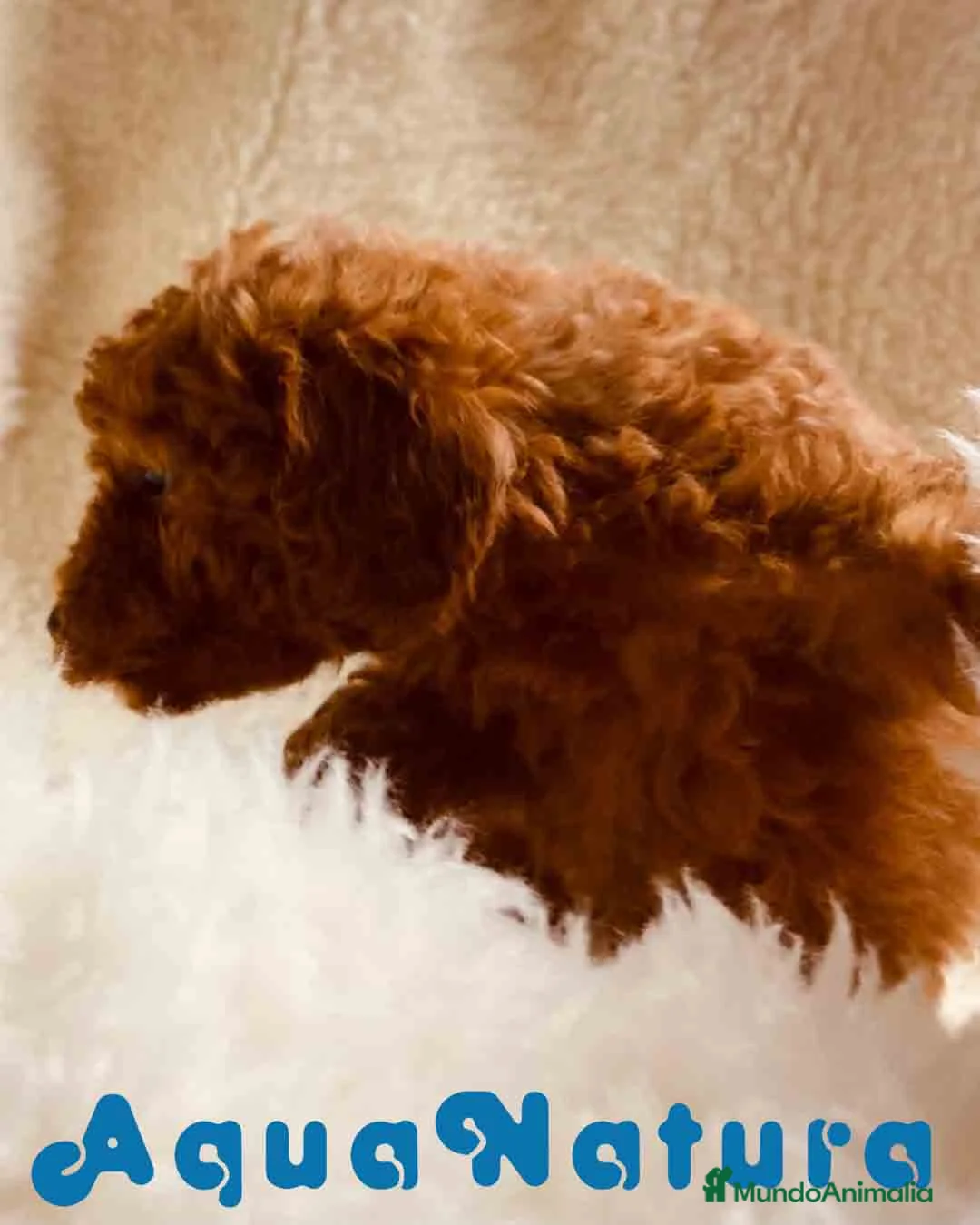 Caniche Toy perros en venta: Caniche Hembra 1 de Pastanaga AQUANATURA - Anuncio 2