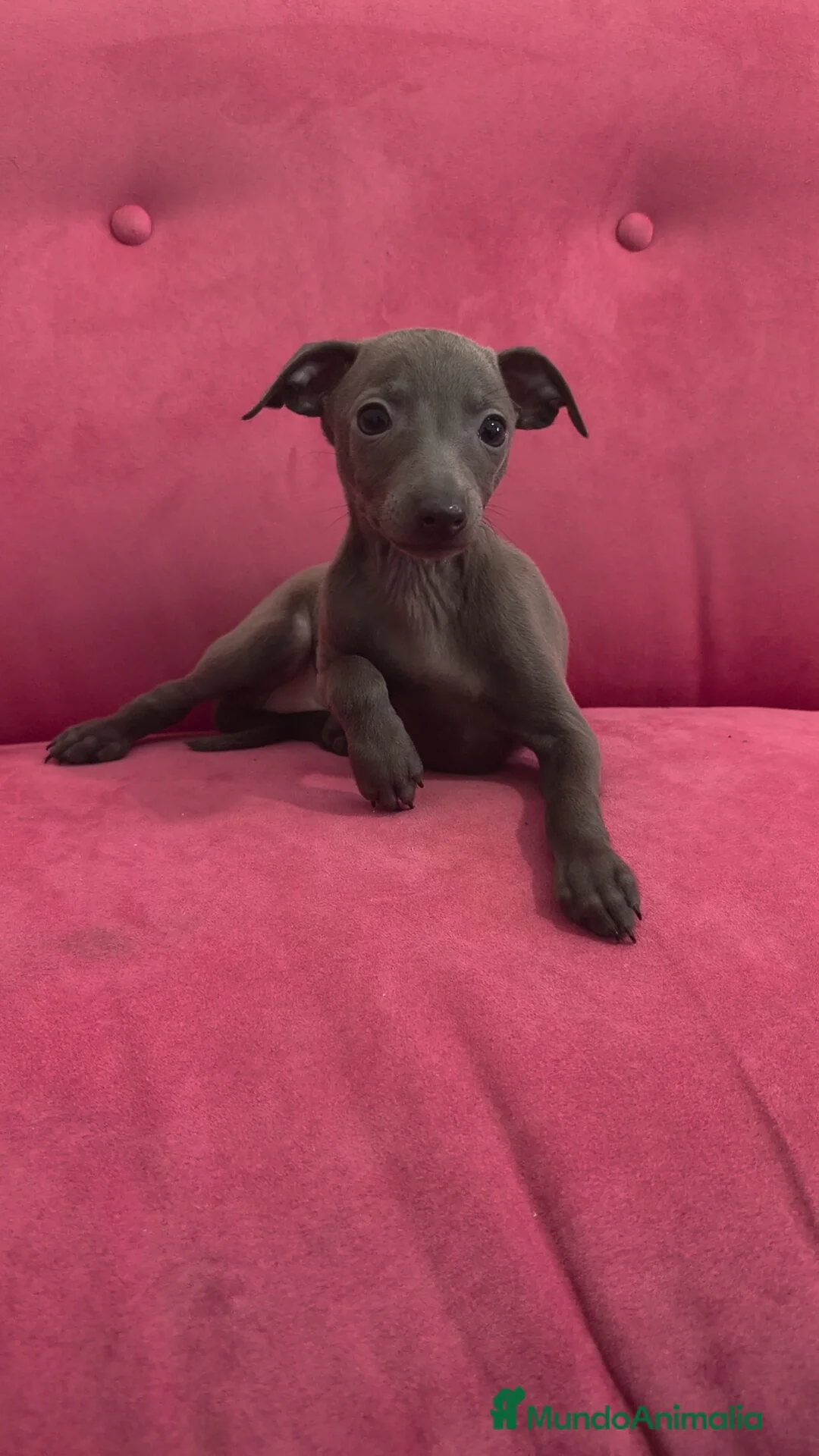 Pequeño Lebrel Italiano perros en venta: Piccolo Galgo Italiano Pequeño lebrel  - Anuncio 11
