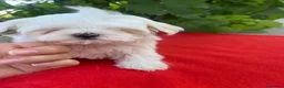 Bichón Maltés perros en venta: PRECIOSO BICHON MALTÉS MINI  - Anuncio 2