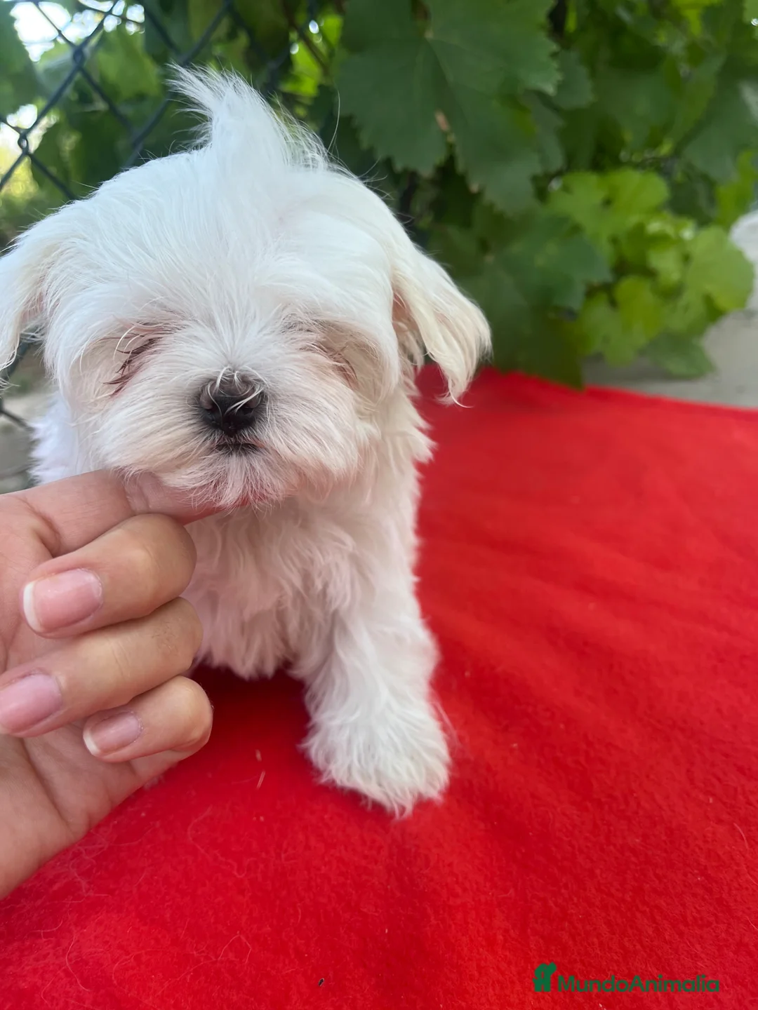 Bichón Maltés perros en venta: PRECIOSO BICHON MALTÉS MINI  - Anuncio 2