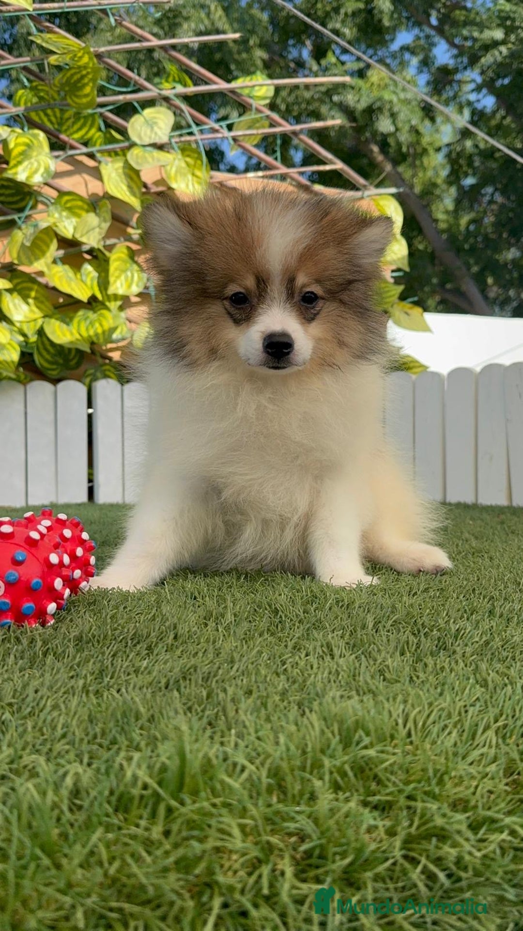 Pomerania perros en venta: POMERANIA MACHO ENVIO A TODA ESPAÑA - Imagen 4
