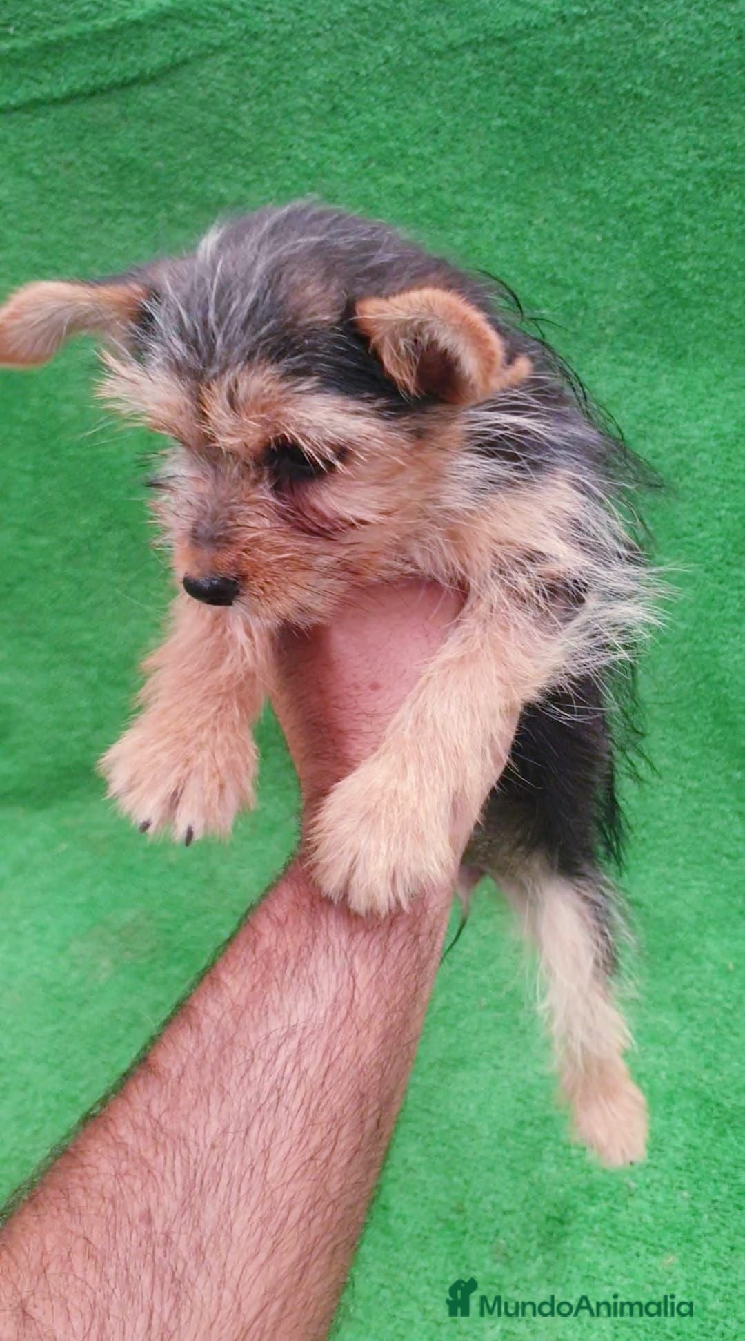 Yorkshire Terrier perros Yorkshire Terrier  - Anuncio 1