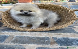 Pomerania perros en venta: Pomerania Sable Macho Disponible  - Imagen 5