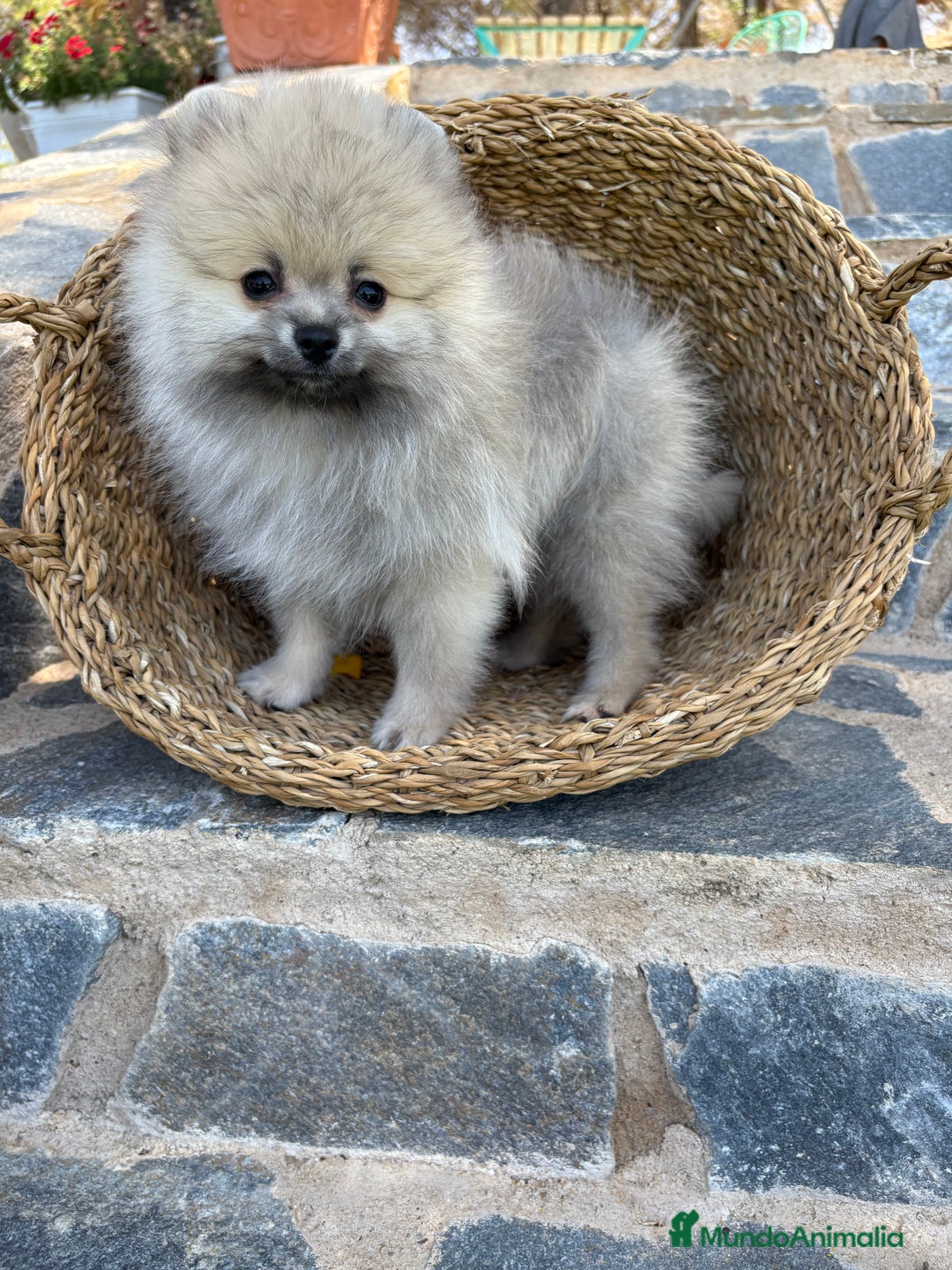 Pomerania perros en venta: Pomerania Sable Macho Disponible  - Imagen 5