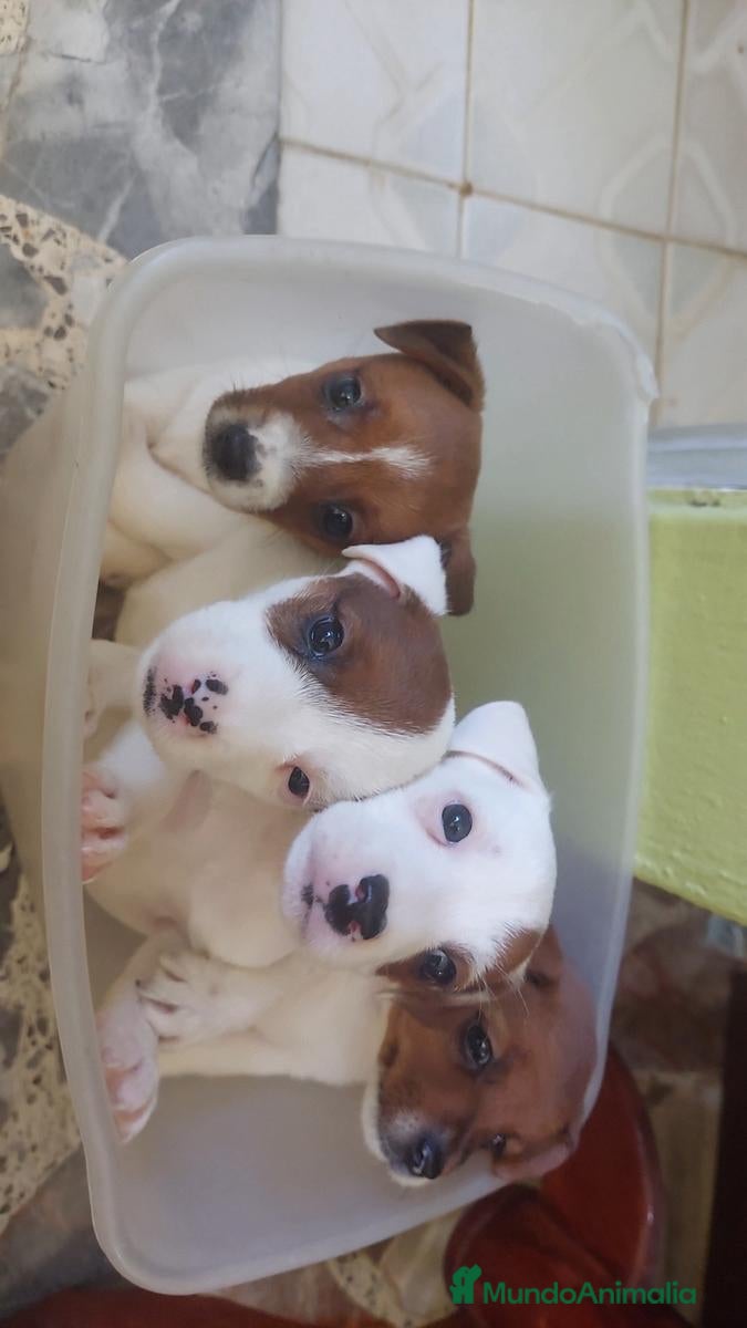 Jack Russell Terrier perros Jack Russell Terrier preciosos !!! - Anuncio 3