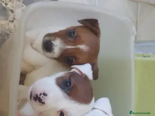 Jack Russell Terrier perros Jack Russell Terrier preciosos !!! - Anuncio 3