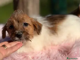 Jack Russell Terrier perros Jack Russell pelo Broken - Anuncio 1