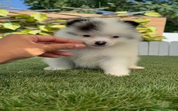 Pomerania perros en venta: POMERANIA HEMBRA BLANCA Y NEGRA - Imagen 12