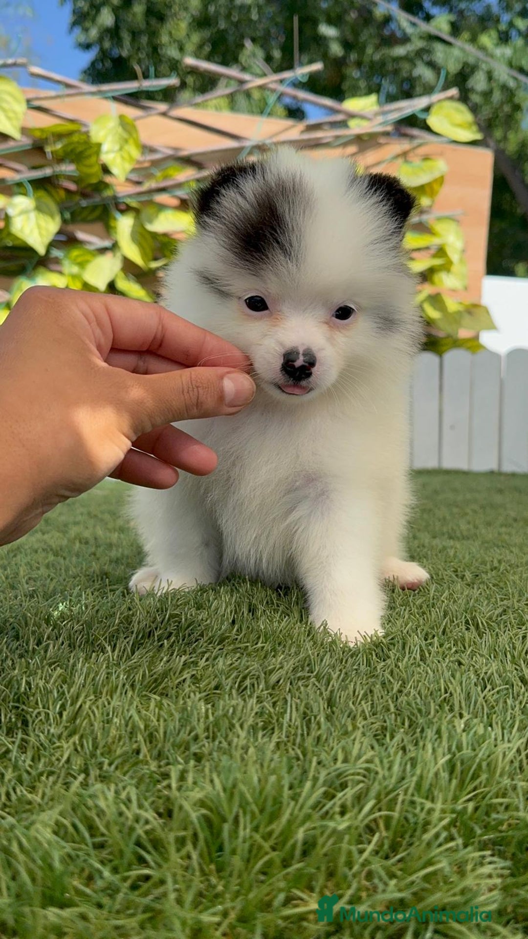 Pomerania perros en venta: POMERANIA HEMBRA BLANCA Y NEGRA - Imagen 12