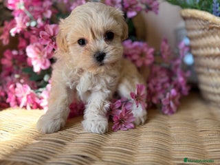Maltipoo perros - Anuncio 3