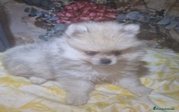 Pomerania perros en venta: Pomerania 50% linea rusa - Imagen 7