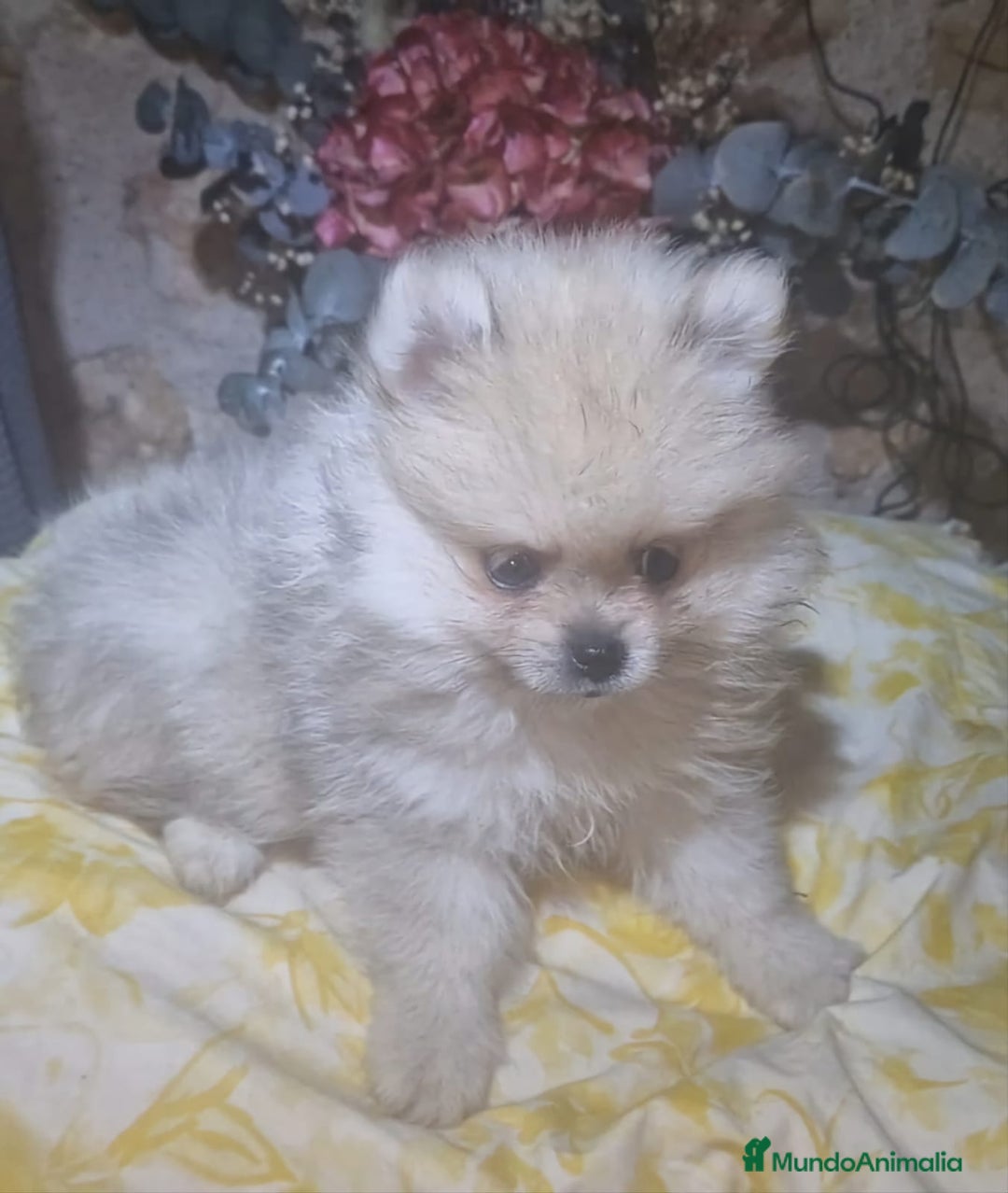 Pomerania perros en venta: Pomerania 50% linea rusa - Imagen 7