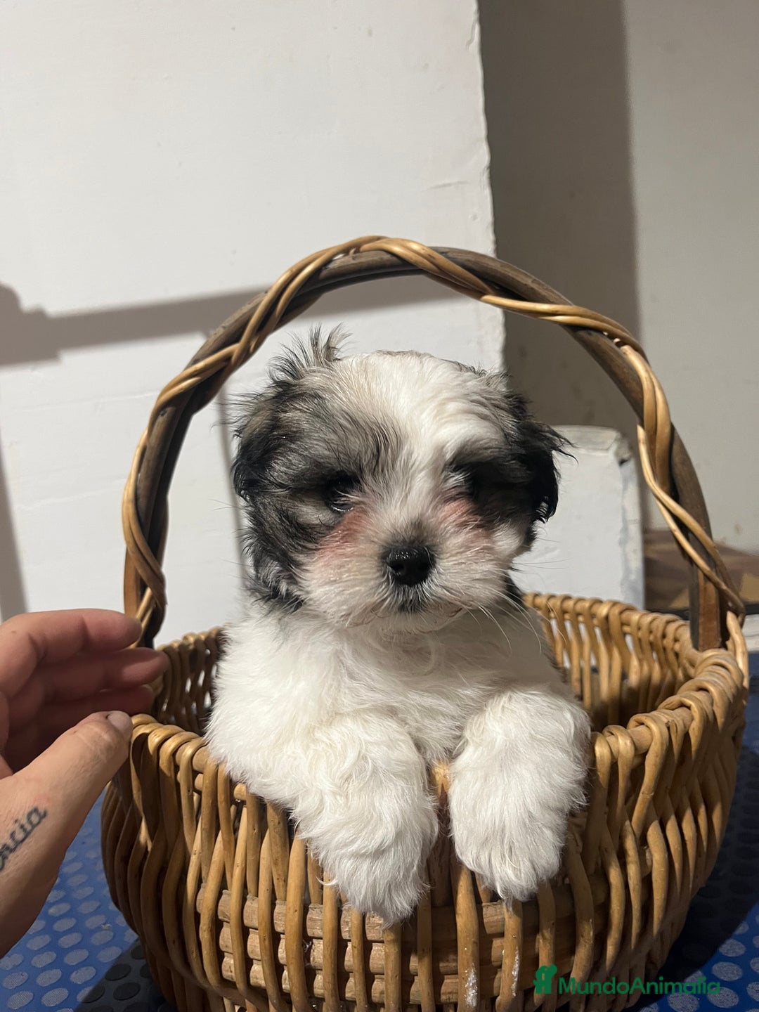 Shih Tzu perros en venta: Shih tzu  - Anuncio 6