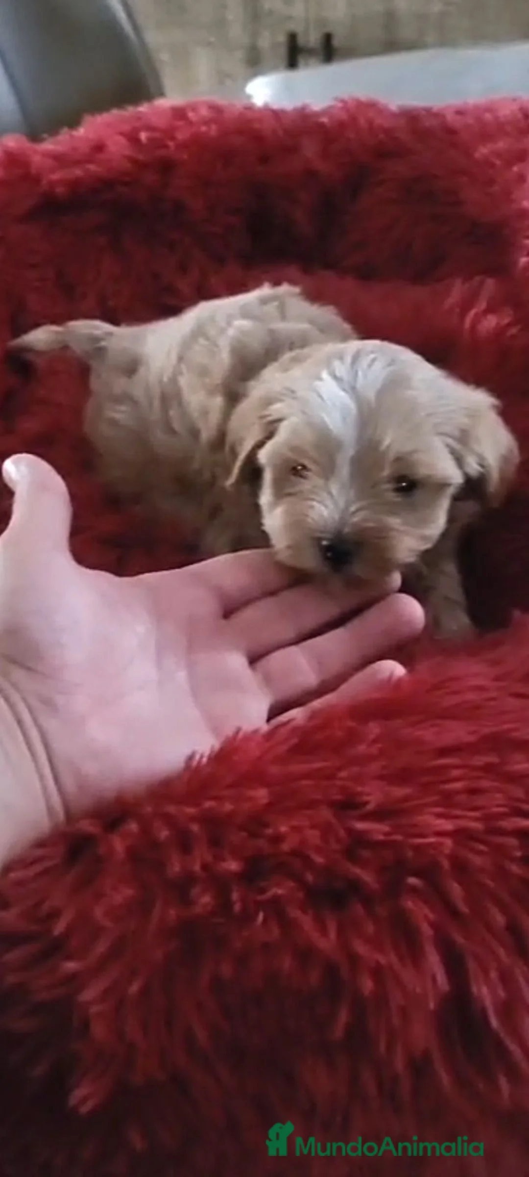 Maltipoo perros en venta: Maltipoo preciosos - Anuncio 2
