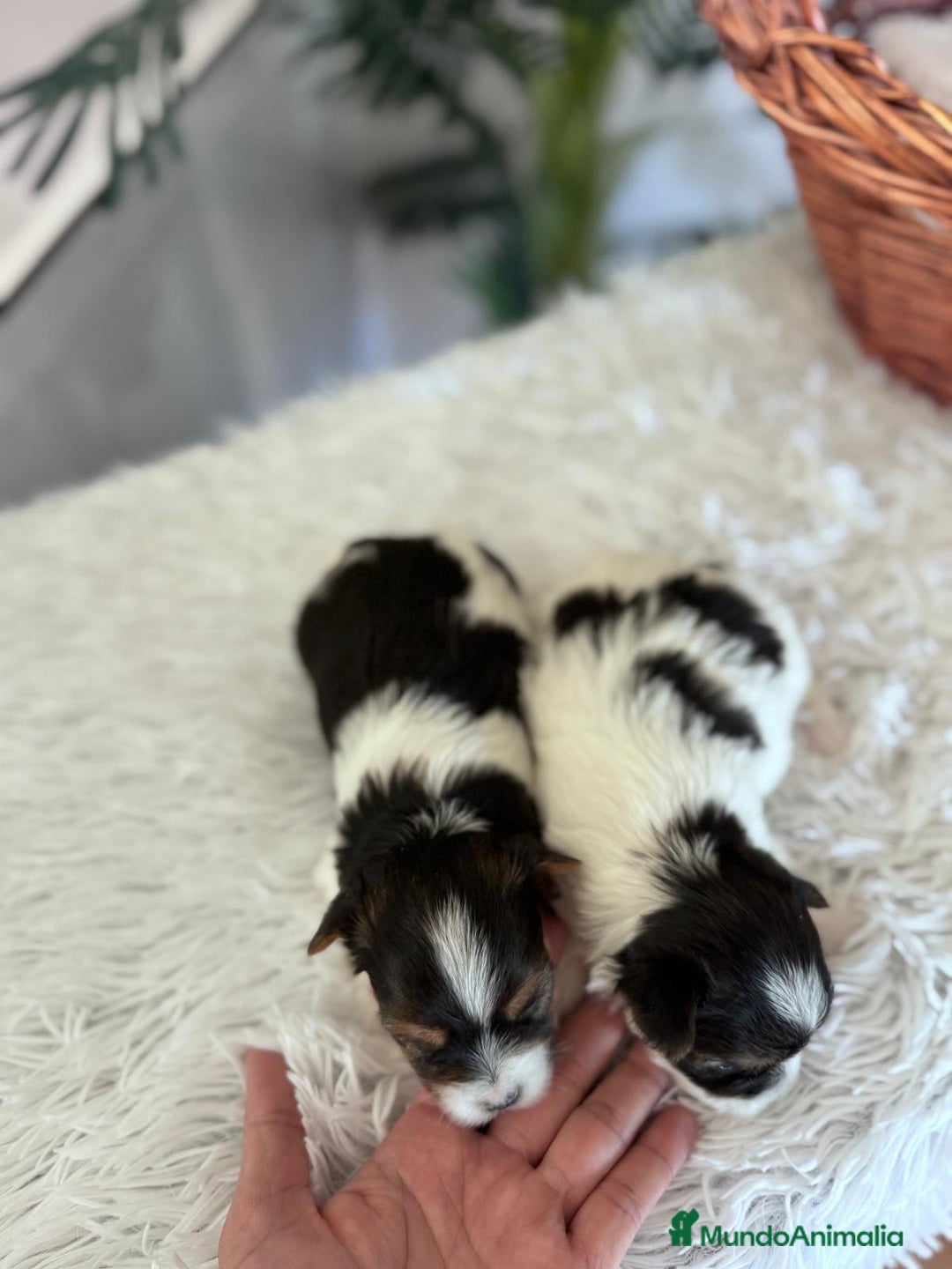 Yorkshire Terrier perros en venta: YORKSHIRE BIEWER - Anuncio 13