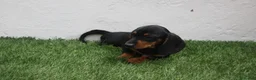 Teckel Miniatura perros en venta: Teckel Miniatura  - Anuncio 21