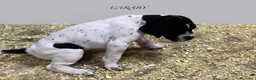 Pointer perros en venta: Benidorm Caraby pointer inglés  - Anuncio 2