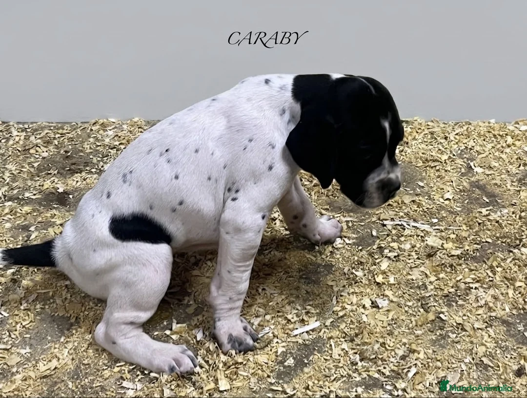 Pointer perros en venta: Benidorm Caraby pointer inglés  - Anuncio 2
