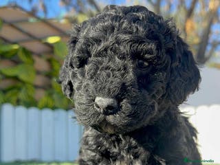 Perro de Agua Español perros PERRO DE AGUA ESPAÑOL HEMBRA - Anuncio 28