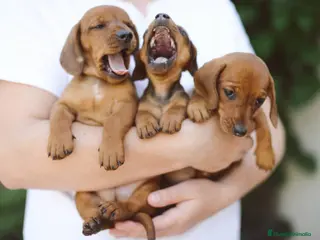 Teckel Miniatura perros Teckel mini - Anuncio 25