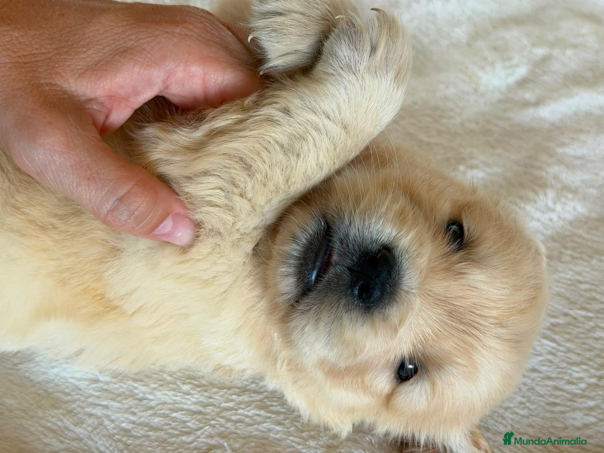 Golden Retriever perros GOLDEN RETRIEVER  - Anuncio 1