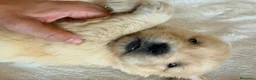 Golden Retriever perros en venta: GOLDEN RETRIEVER  - Anuncio 1