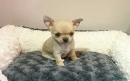 Chihuahua perros en venta: chihuahuas - Imagen 1