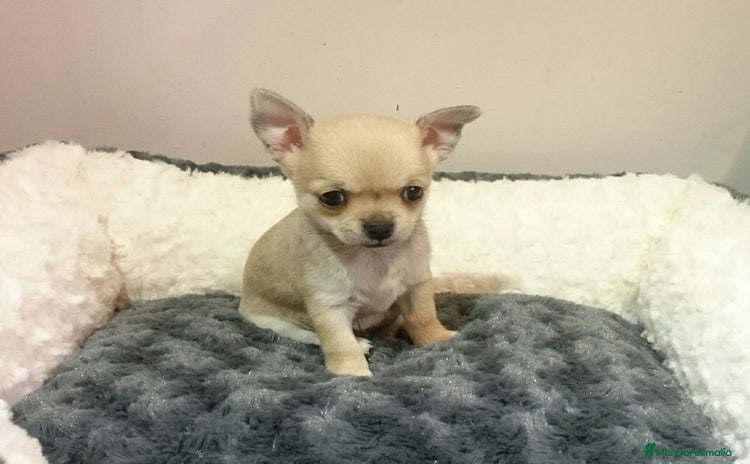 Chihuahua perros - Anuncio 1