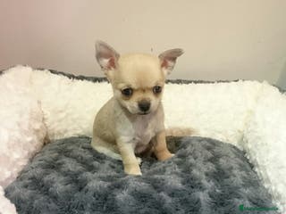 Chihuahua perros chihuahuas - Anuncio 11